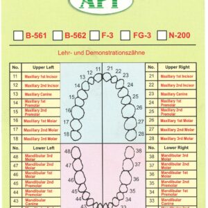 API Typodont Individual Teeth B561