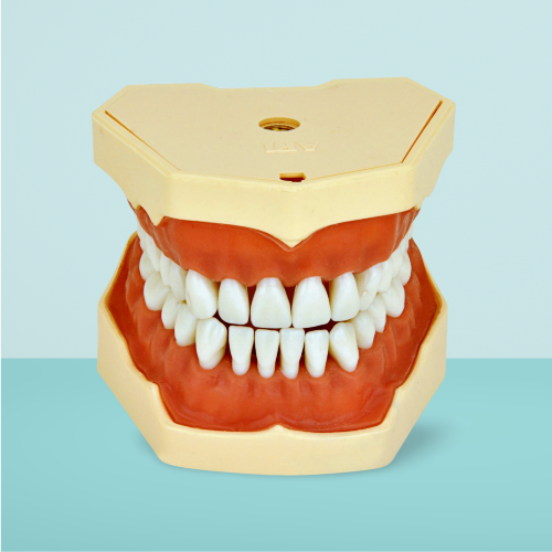 Dental Study Model Typodont Jaw Set with soft Gum FG3