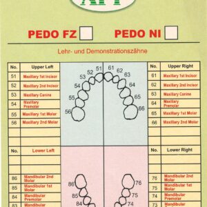 API Typodont FZ Peedo Individual Tooth