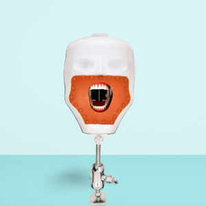 Api Phantom Head (Dental Menikin)