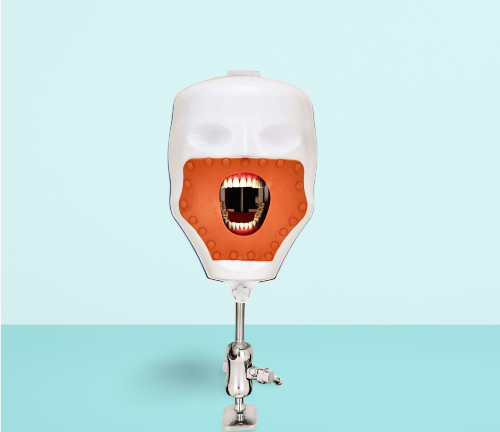 Dental Study Model Phantom Head