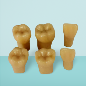 API Typodont Individual Teeth B561