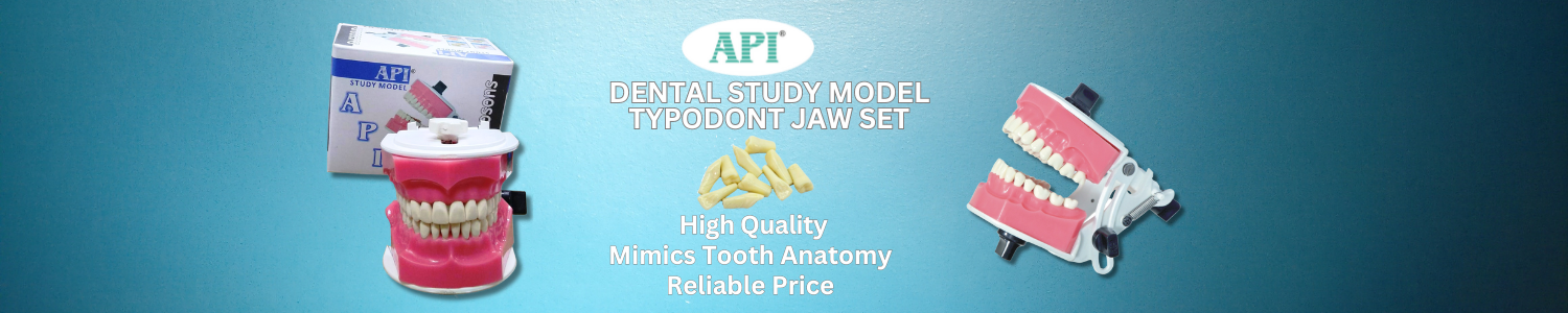 API Typodont Jaw Set